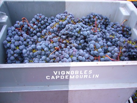 Chateau Cap de Mourlin box with bunches of grapes