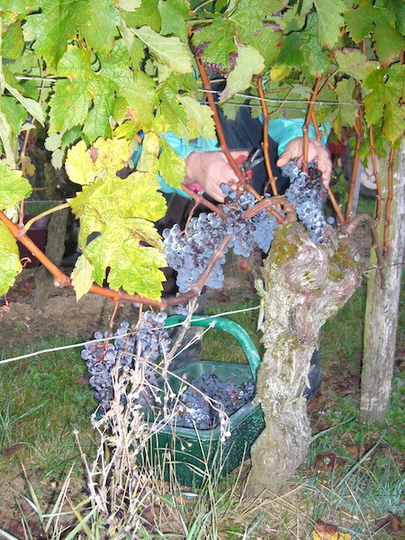 Château Cap de Mourlin grape picker cutting a bunch of grapes