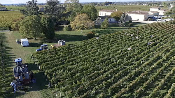 Chateau Cap de Mourlin during the harvest with a lot of animation